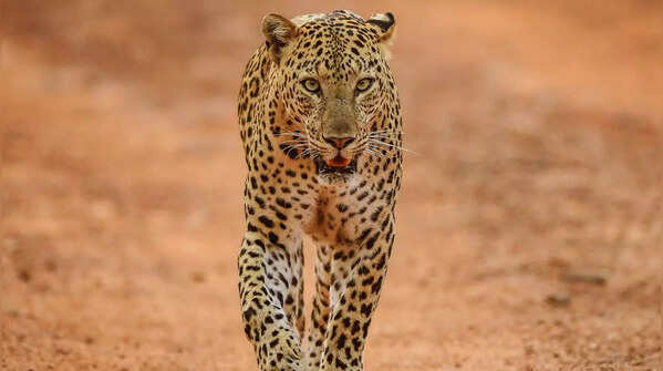 Leopard in Jhalana Leopard Reserve, a prime spot for wildlife photography.