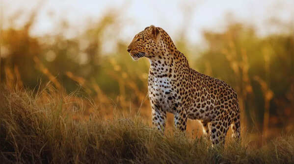 A leopard captured by a night camera in Sanjay Gandhi National Park.