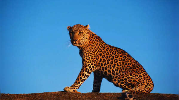 Leopard resting near the Kabini River in Karnataka.