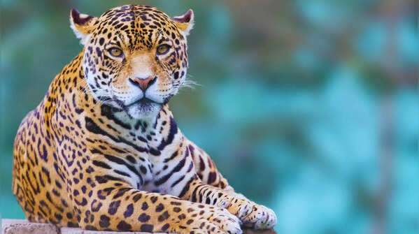 Leopard in its natural habitat in Bera, Rajasthan.