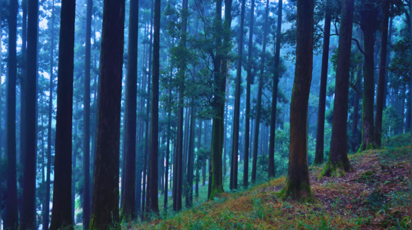 A misty road leading through Dow Hill in Kurseong