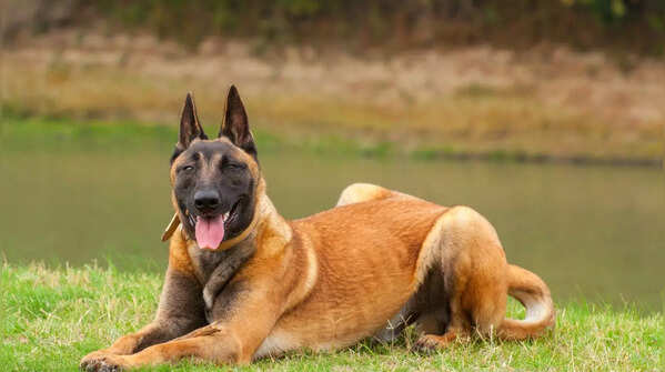 A Belgian Malinois, a high-energy breed needing dedicated training