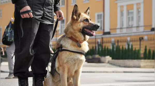 A German Shepherd, a breed that requires experienced handling