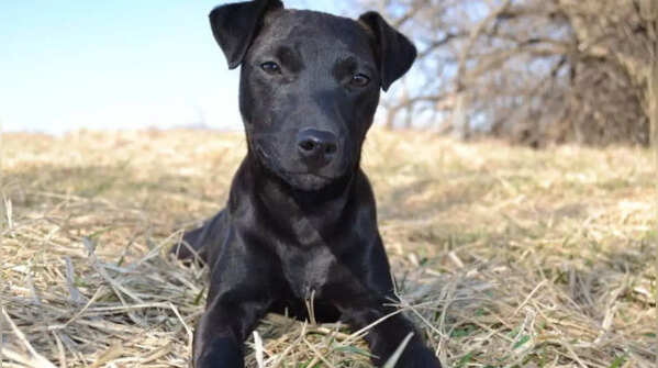 A Patterdale Terrier, not ideal for new dog owners