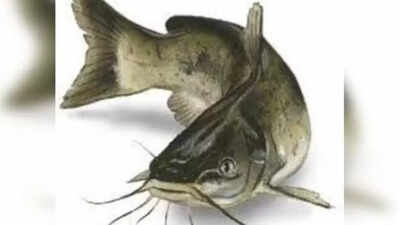 Thai Mangur fish for sale