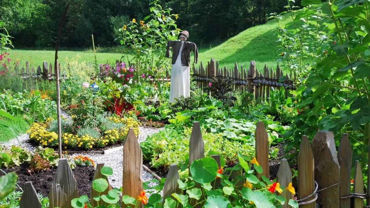Starting a kitchen garden