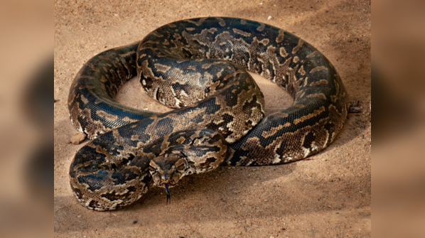 Southern African Rock Python